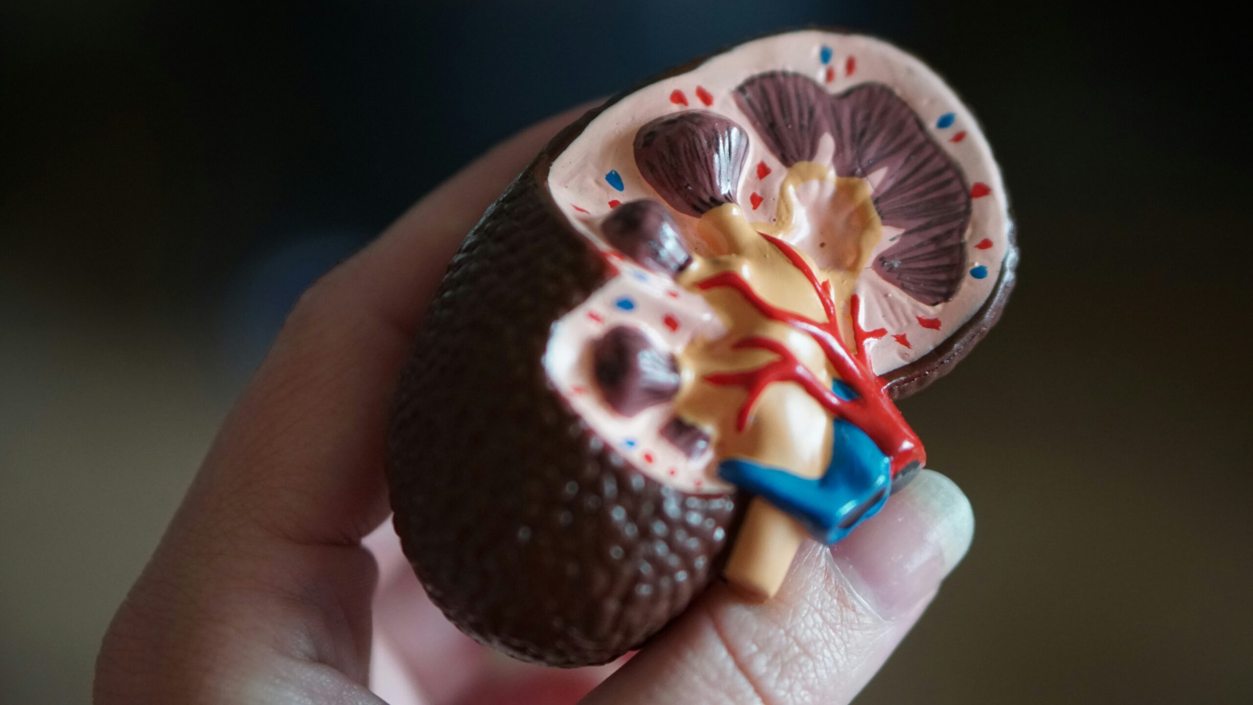 Image is a hand holding a scale model of a kidney, with a portion cut away so that people can see inside the organ.